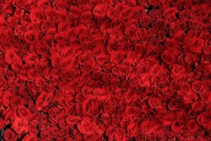 Welke bloemen kopen voor je vriendin?